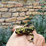 Semesterbostad Le Clos D'o Maison De Charme La Salamandre Avec Sa Piscine Chauffee Proche De Sarlat *