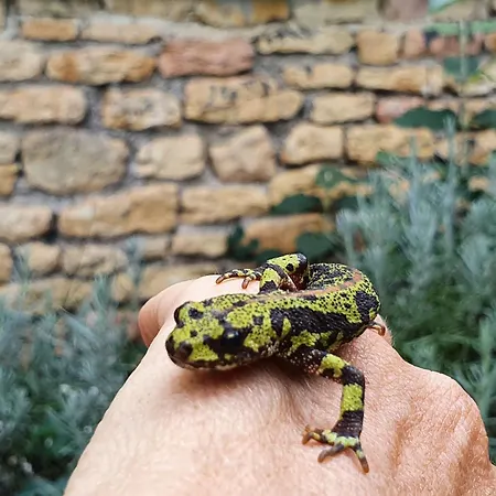 Ferienhaus Le Clos D'o Maison De Charme La Salamandre Avec Sa Piscine Chauffee Proche De Sarlat *